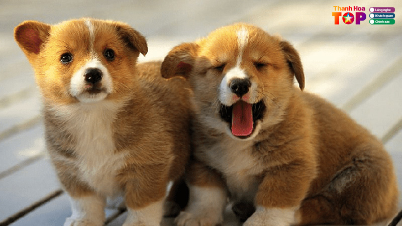 Top-5-shop-cho-canh-o-thanh-hoa-dang-tin-cay