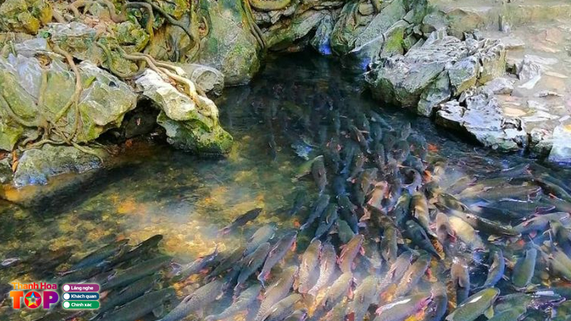 Kham-pha-van-hoa-va-tam-linh-suoi-ca-than-thanh-hoa-thanhhoatoplist-3