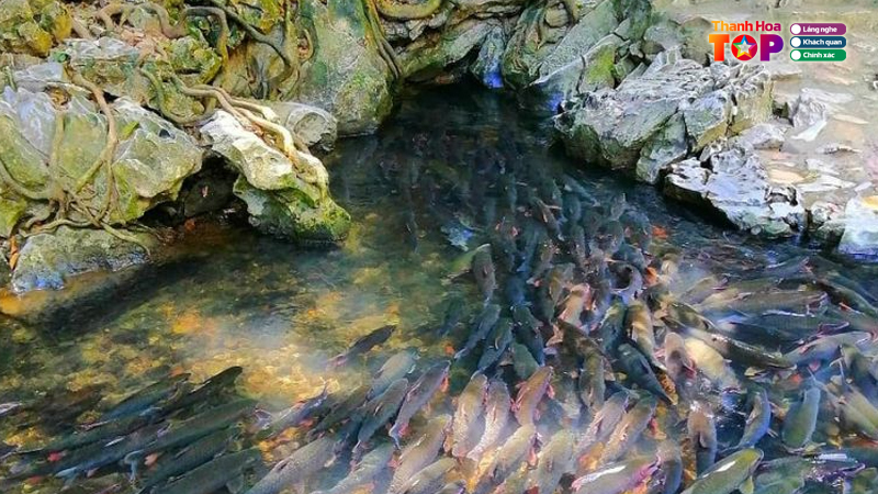 Nhung-net-doc-dao-cua-suoi-ca-than-thanhhoatoplist