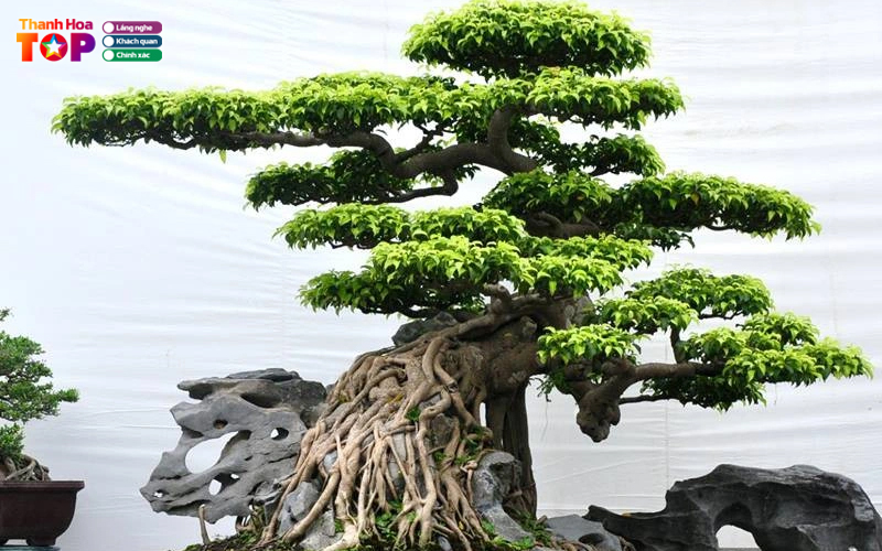 Cay-canh-cuong-hanh-thanhhoatoplist