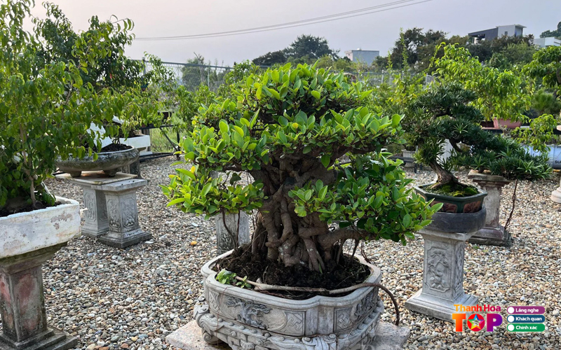 Cay-canh-truong-le-thanhhoatoplist