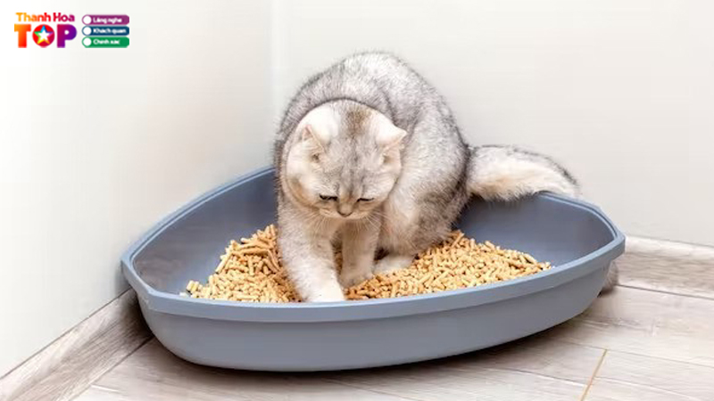 Meo-pet-shop-thanhhoatoplist