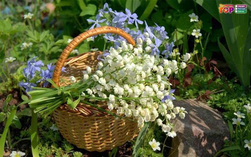 Linh-lan-flower-thanhhoatoplist